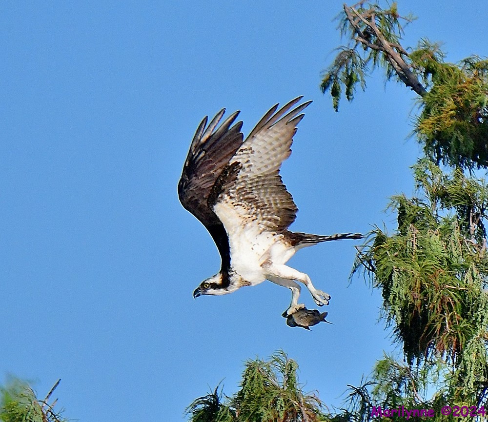DSC_1297_001.JPG