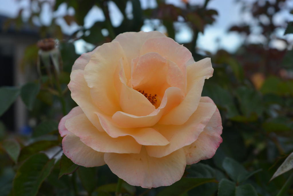 DSC_1299.jpg