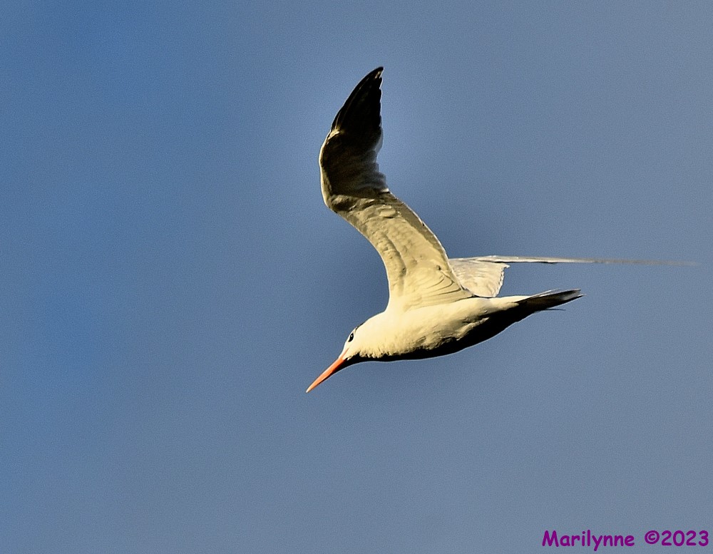 DSC_1299_001.JPG