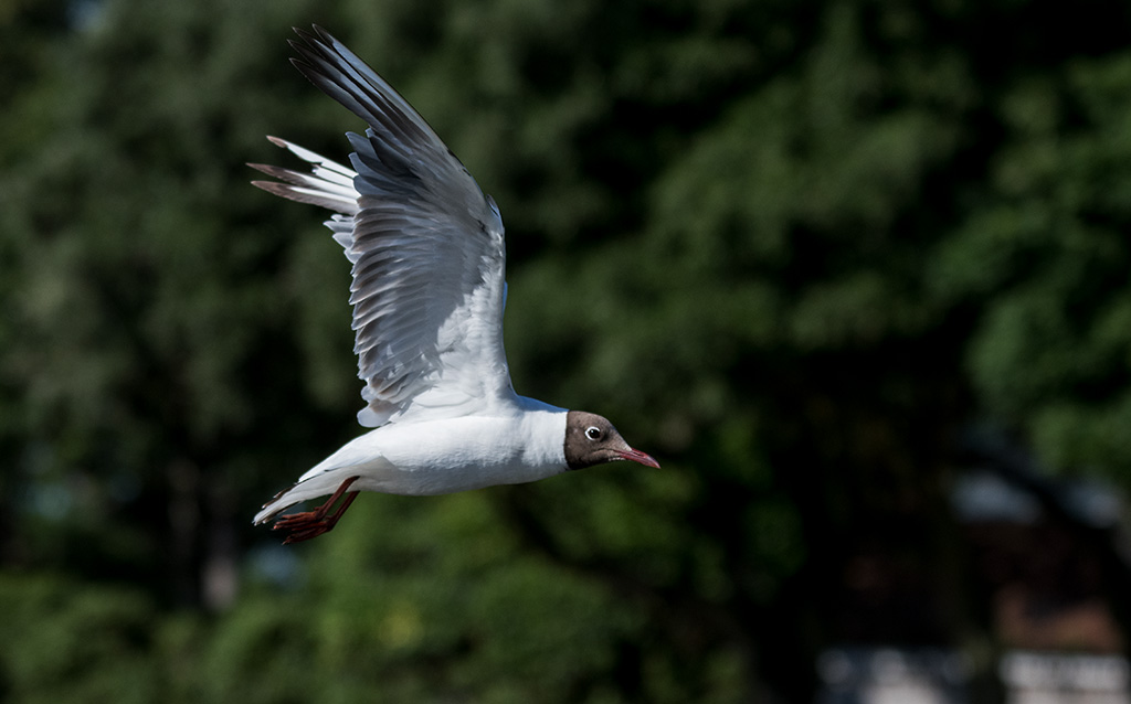 DSC_1302.jpg