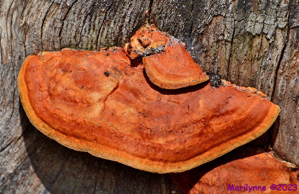 DSC_1302_001.JPG