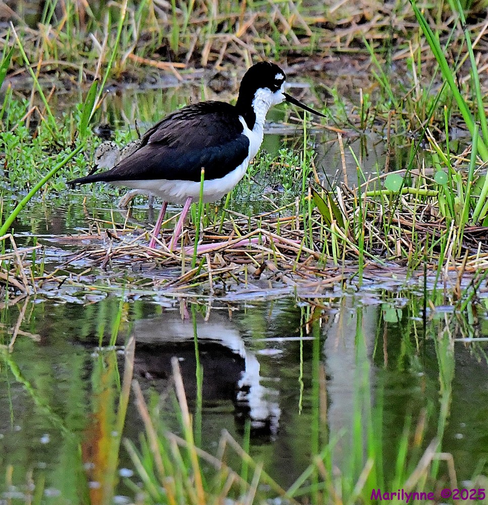 DSC_1302_001.JPG