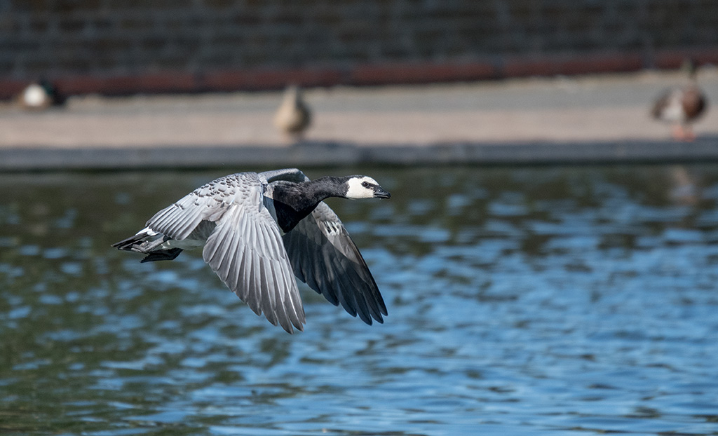 DSC_1305.jpg