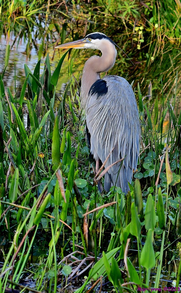 DSC_1305_001.JPG