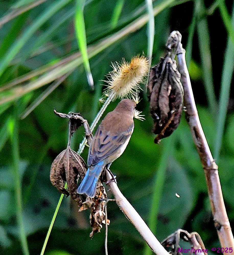 DSC_1306_001.JPG