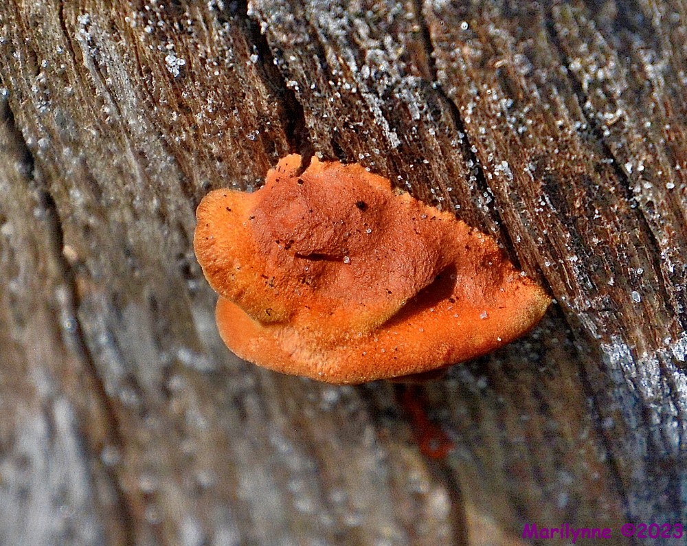 DSC_1307_001.JPG
