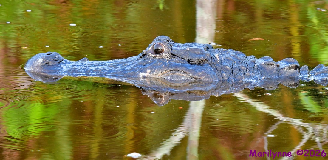DSC_1307_001.JPG