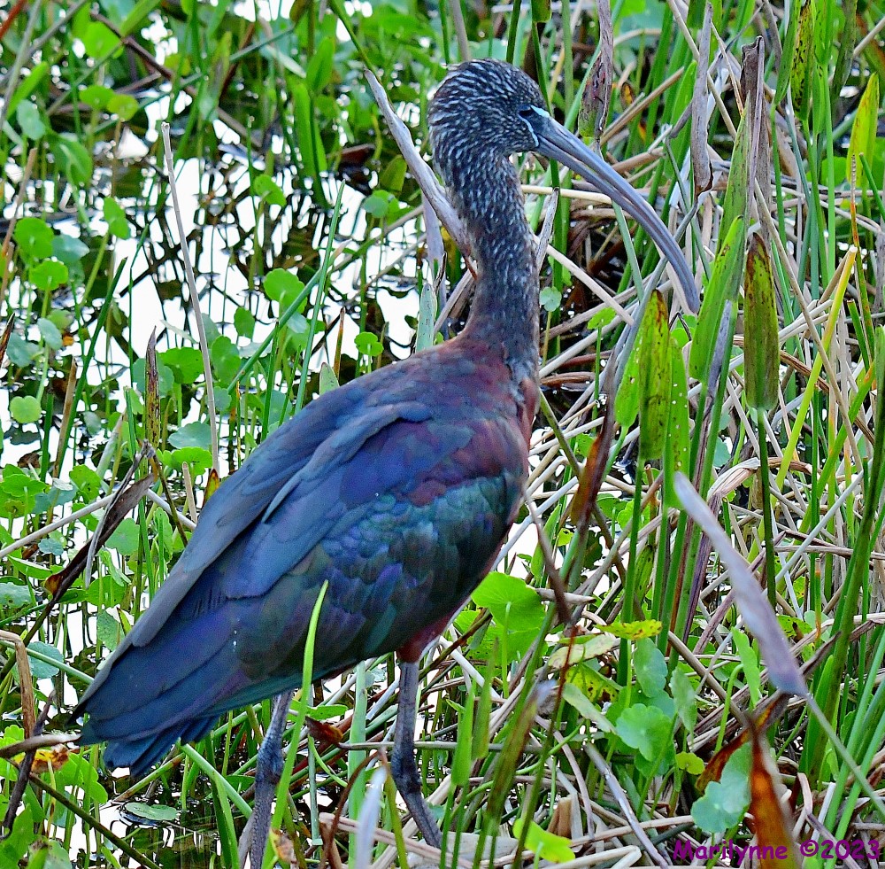DSC_1308_001.JPG