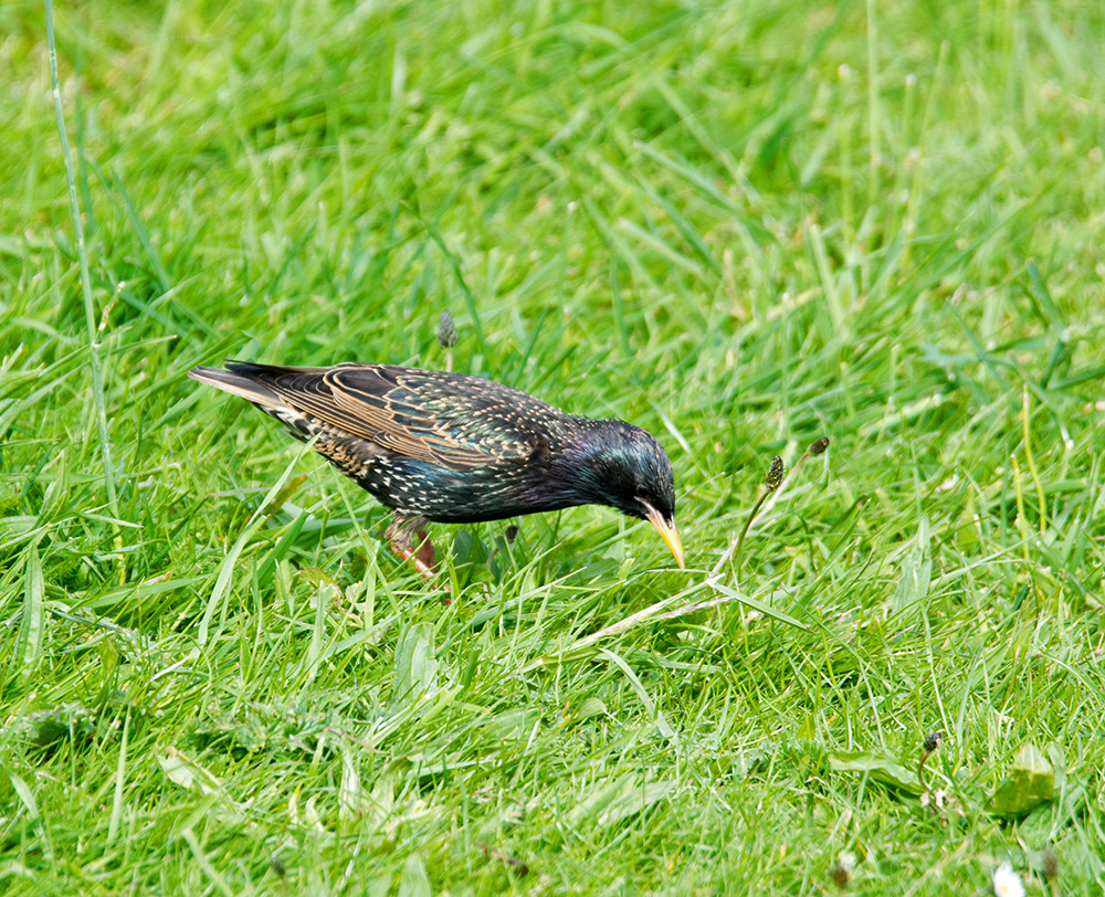 DSC_1315.jpg