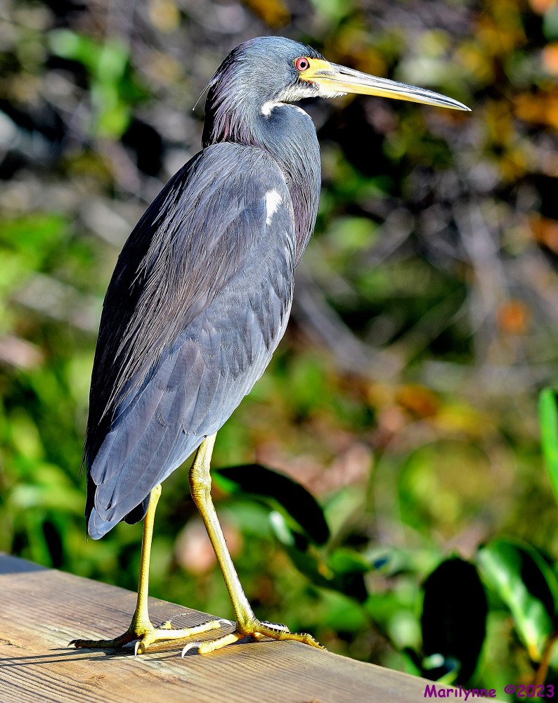DSC_1317_stitch3_001.JPG