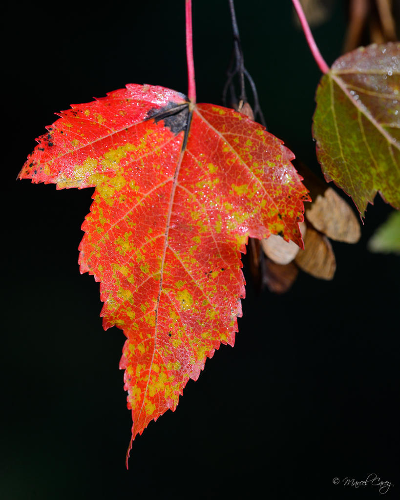 DSC_1321.jpg