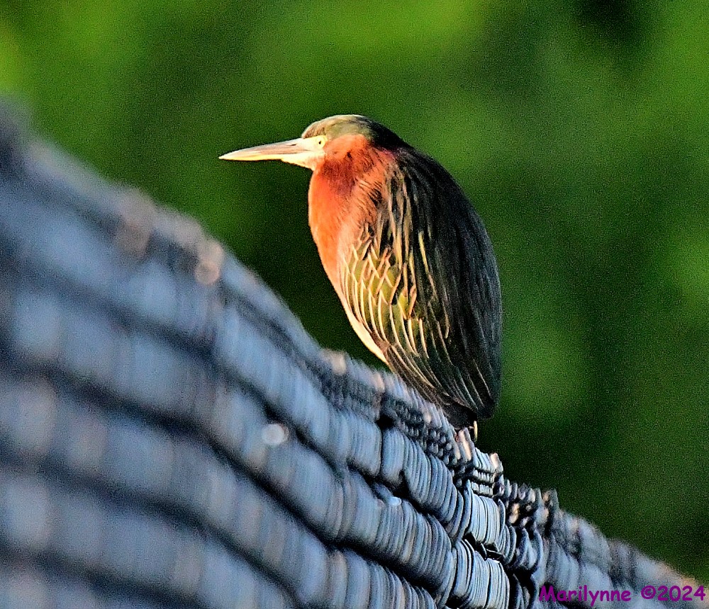 DSC_1321_001.JPG