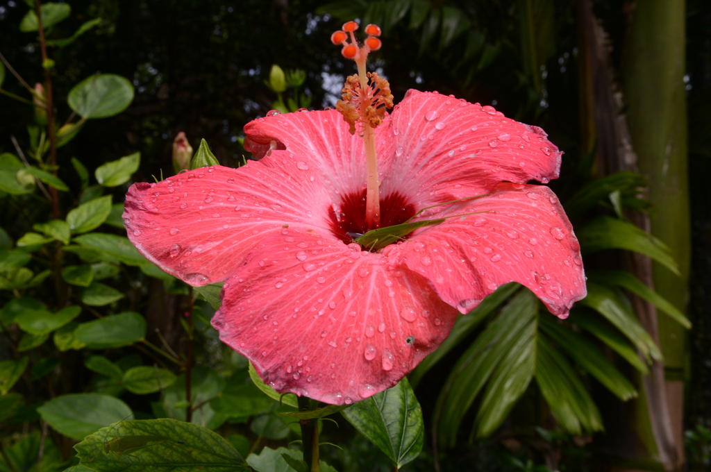 DSC_1323.jpg