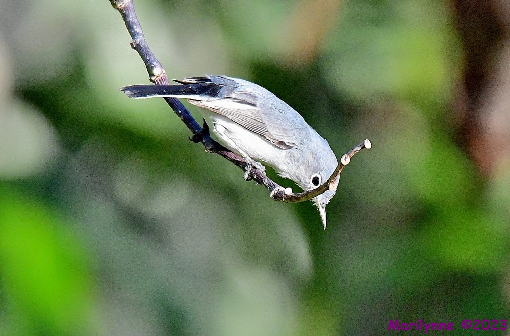 DSC_1323_001.JPG