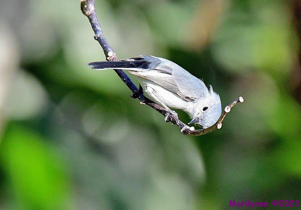 DSC_1324_001.JPG