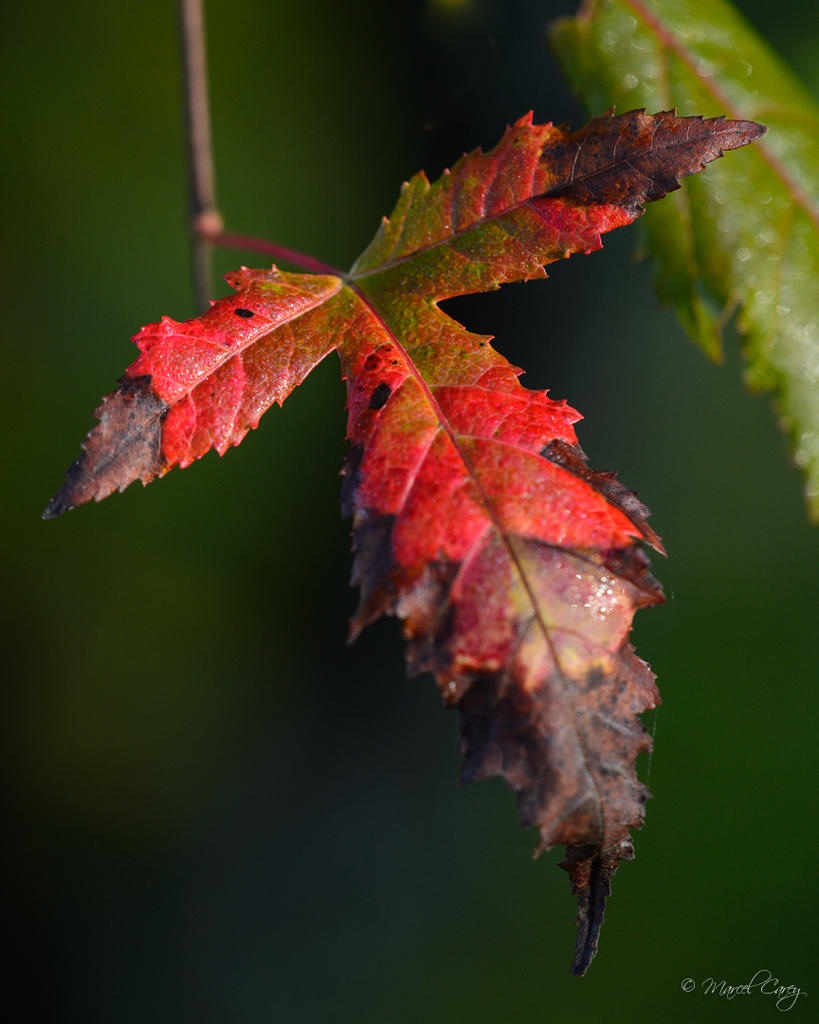 DSC_1326.jpg