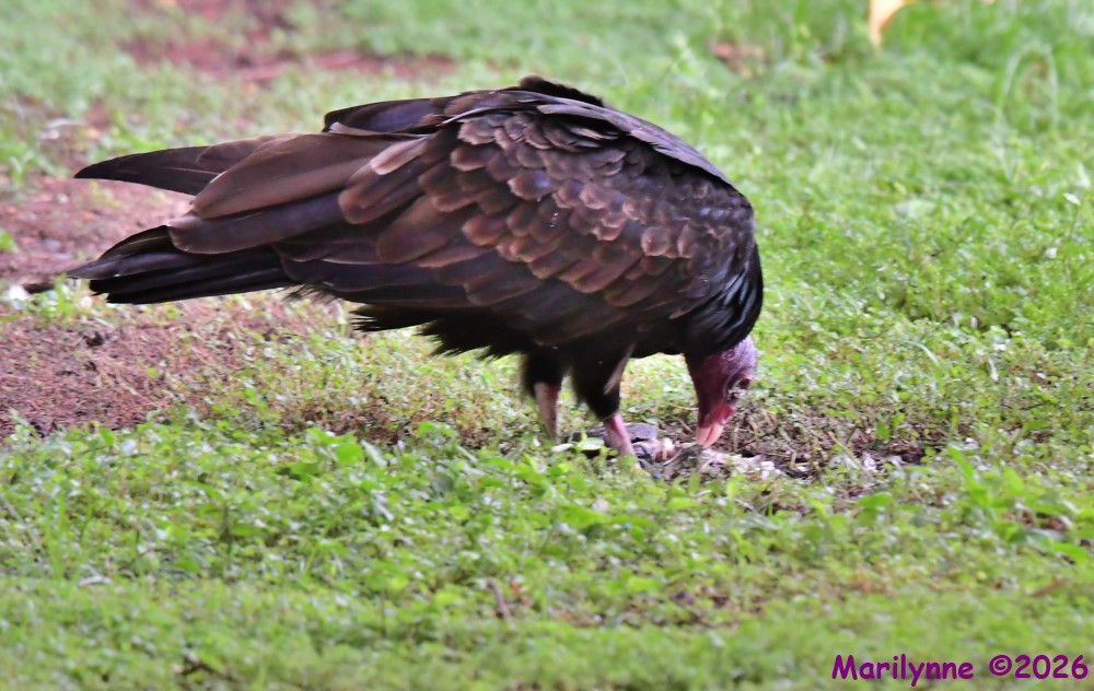 DSC_1327_001.JPG