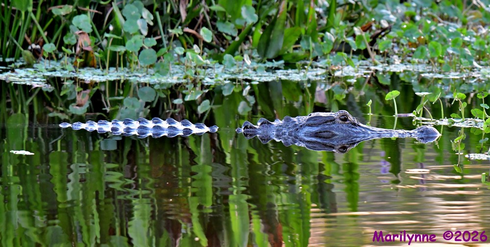 DSC_1329_stitch_001.JPG