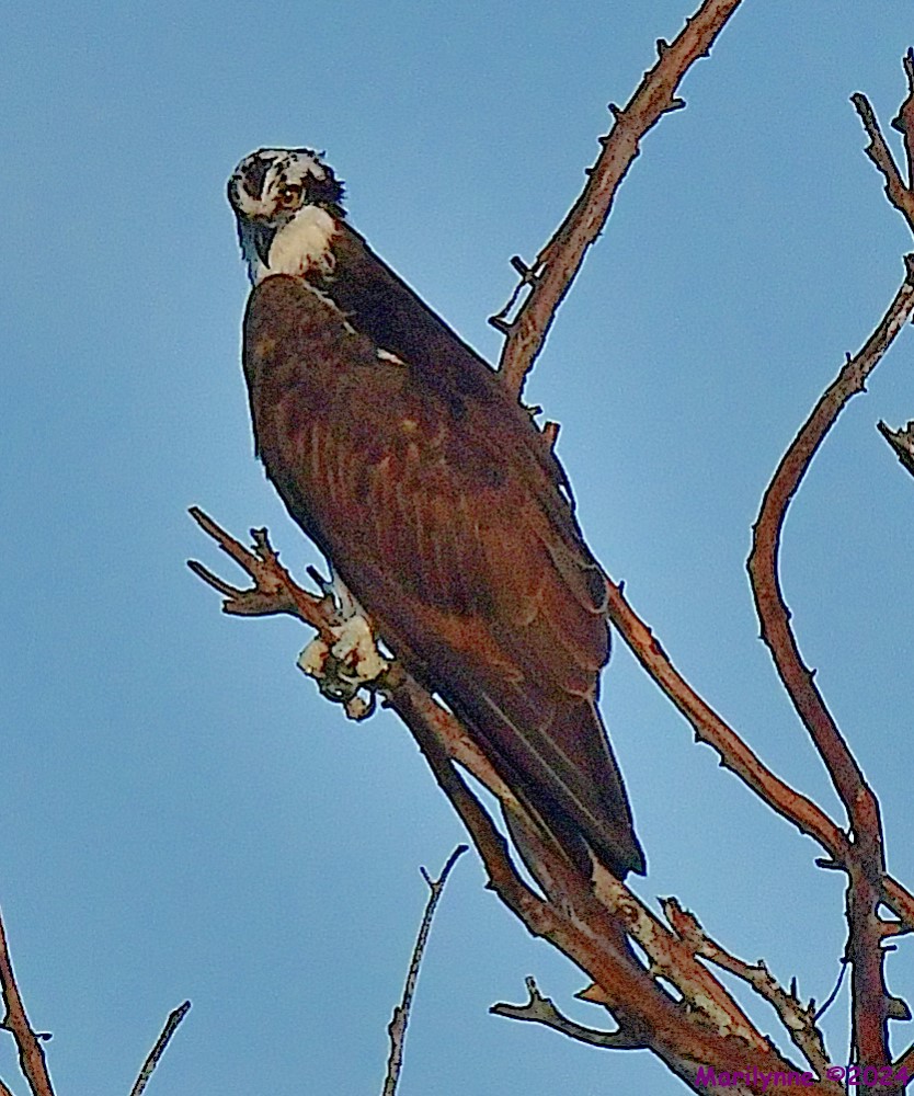 DSC_1332_001.JPG