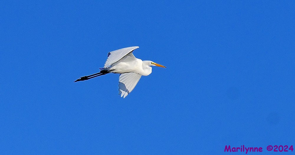 DSC_1334_001.JPG