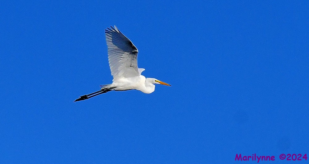 DSC_1335_001.JPG