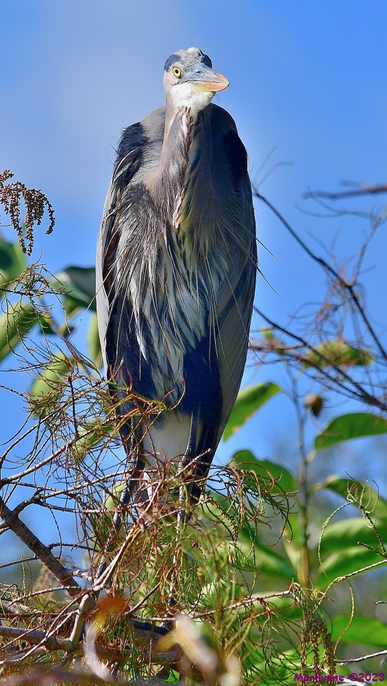 DSC_1336_001.JPG
