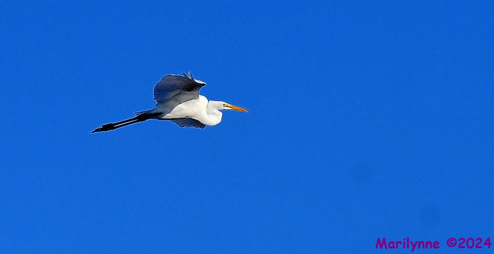 DSC_1336_001.JPG