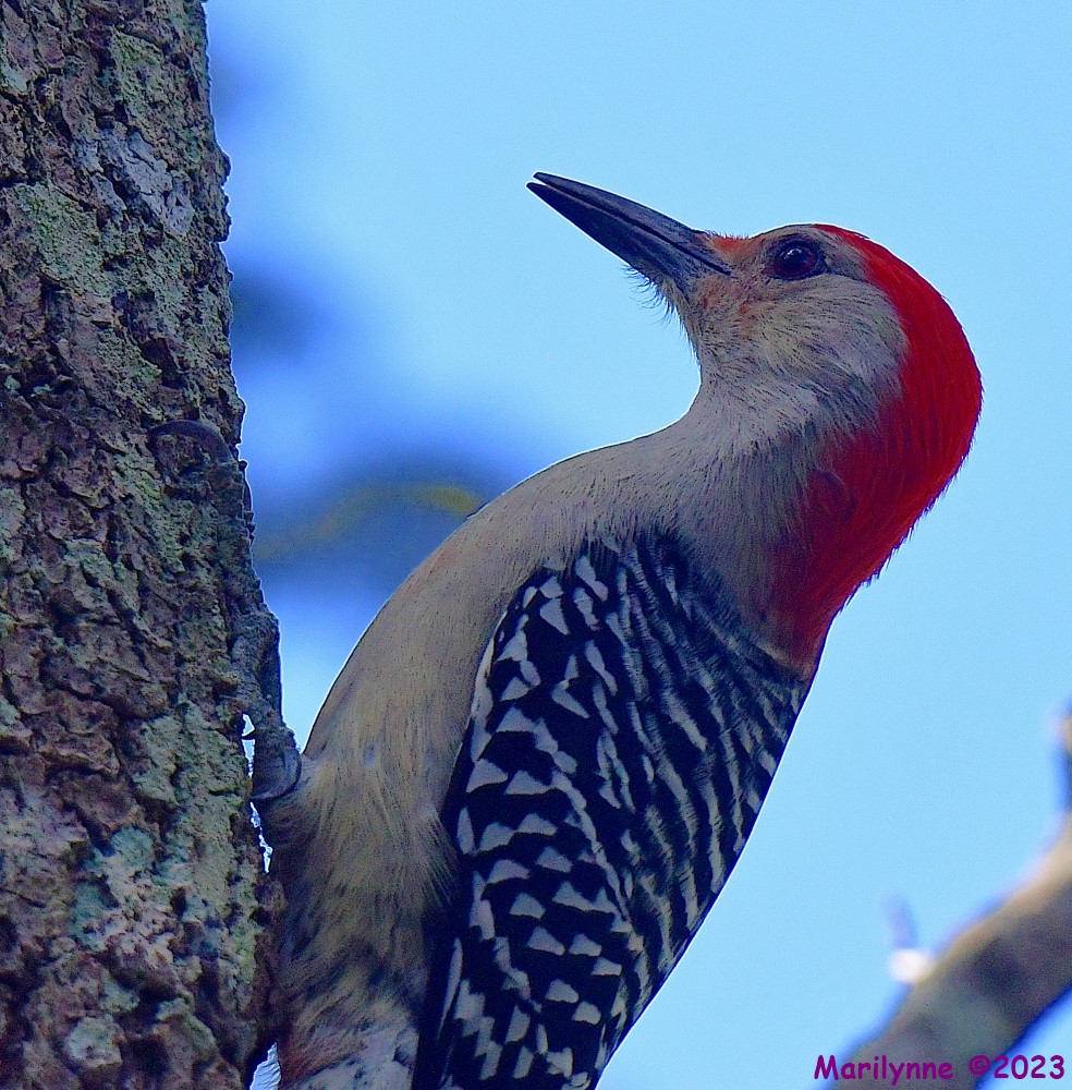 DSC_1345_001.JPG