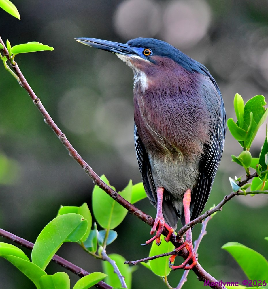 DSC_1345_001.JPG
