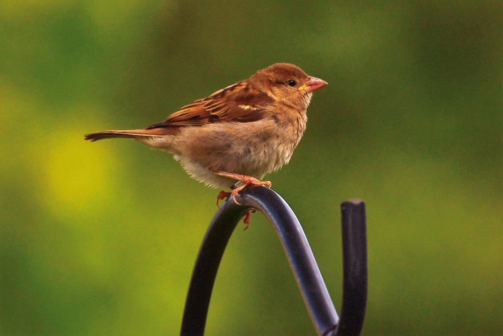DSC_1347.jpg