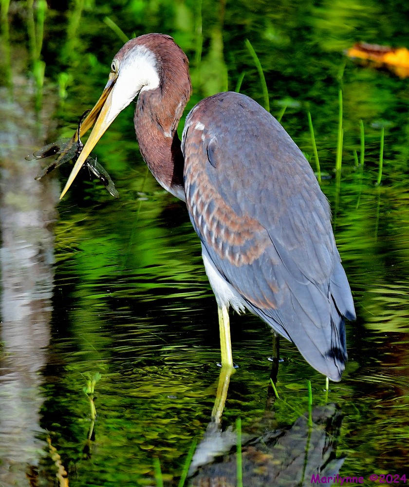 DSC_1350_001.JPG
