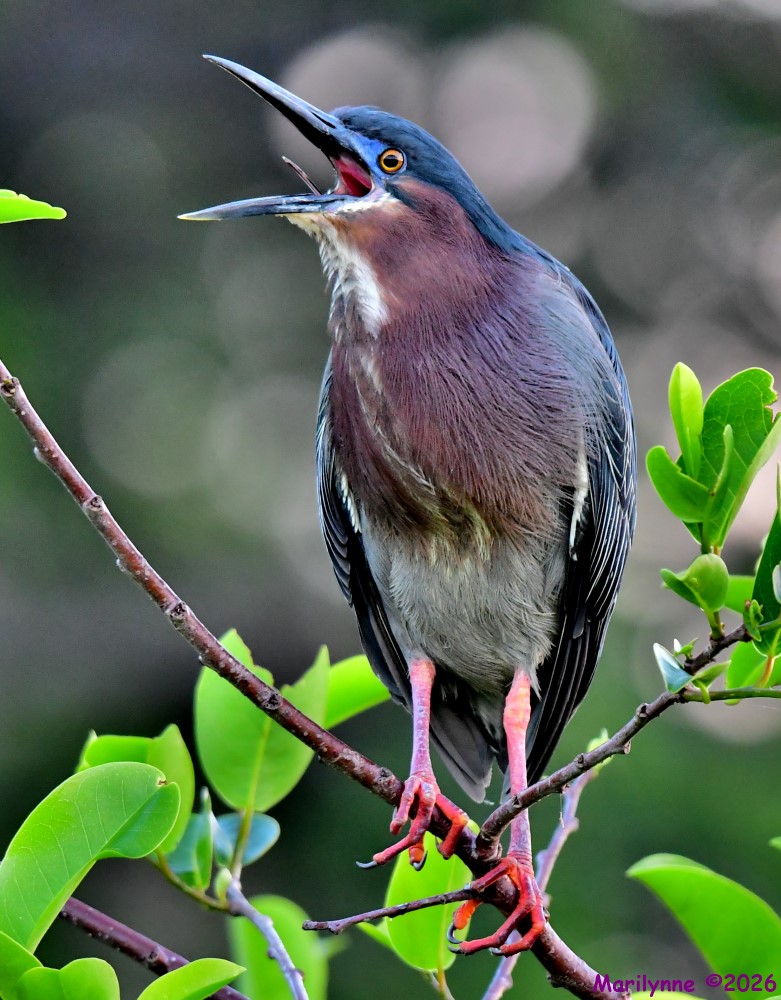 DSC_1350_001.JPG