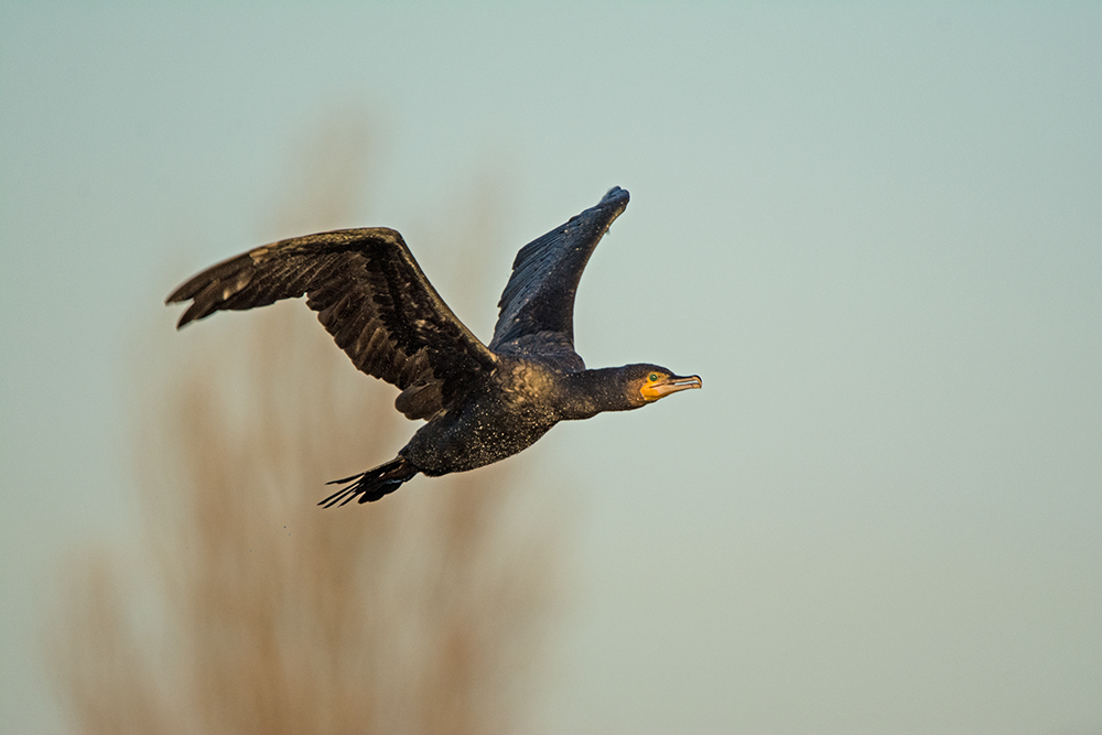 DSC_1351.jpg