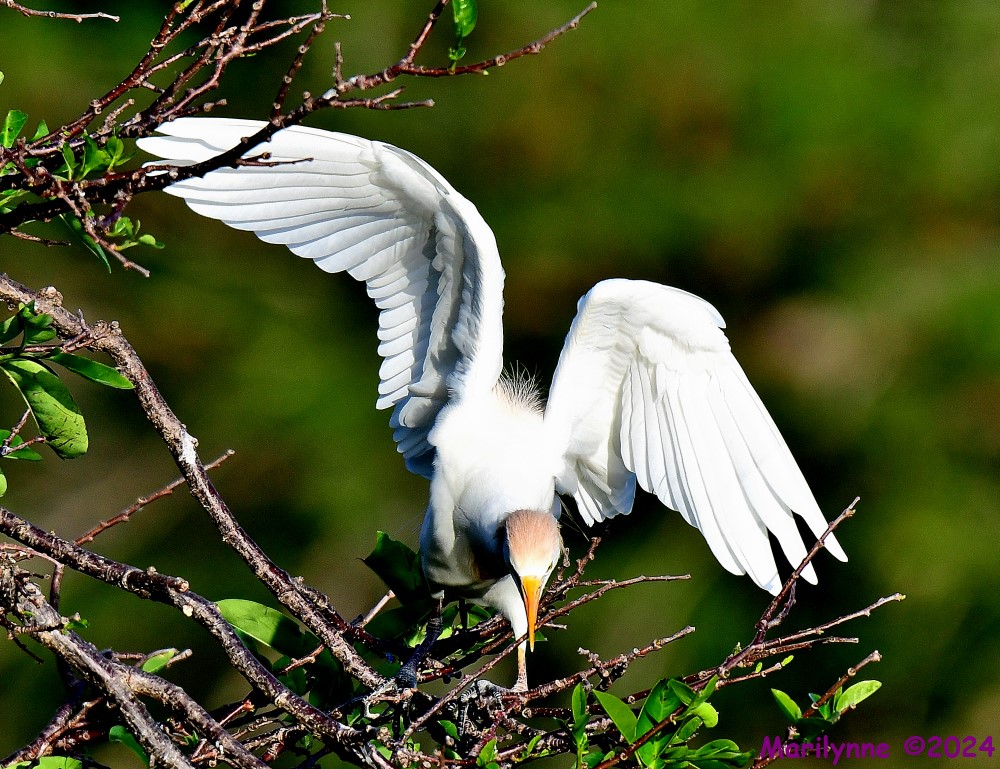DSC_1351_001.JPG