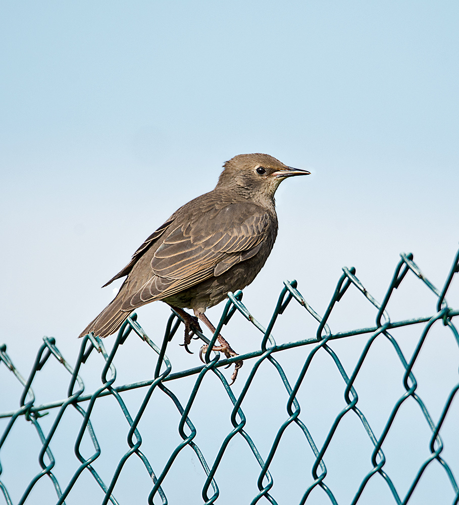 DSC_1352.jpg