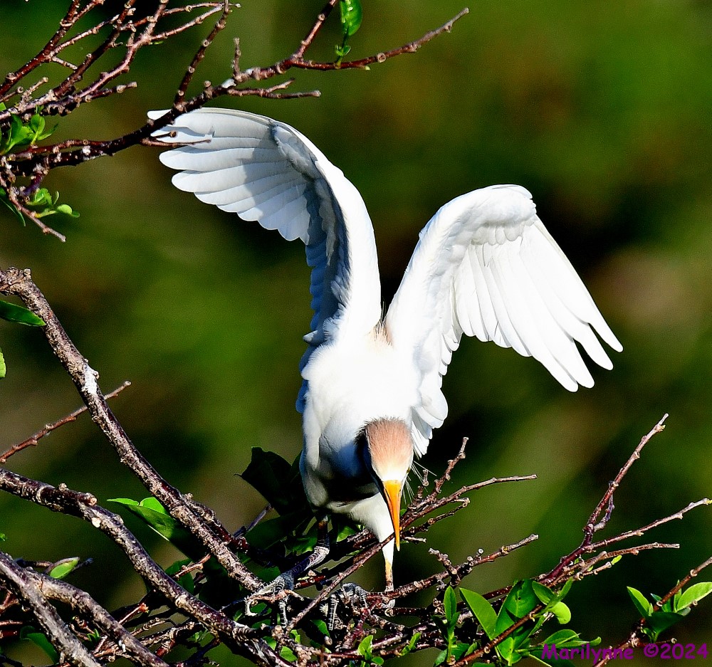 DSC_1352_001.JPG