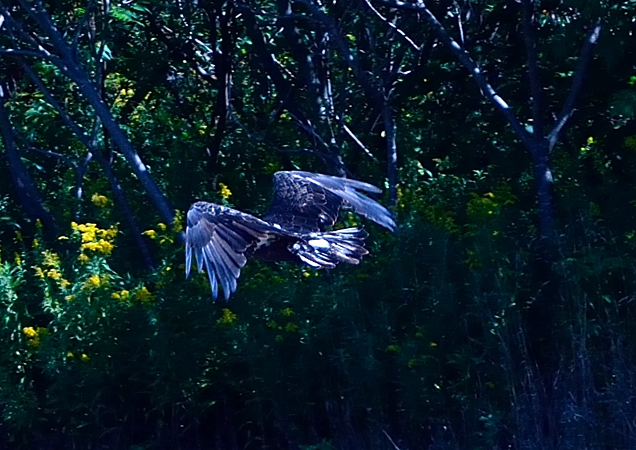 DSC_1353.JPG