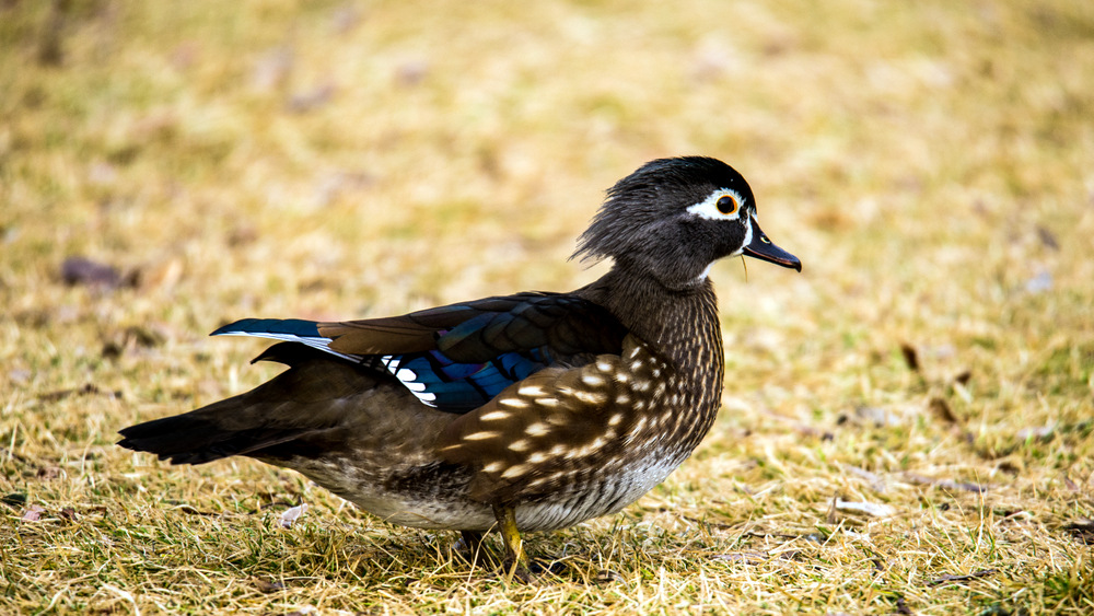 DSC_1353.jpg
