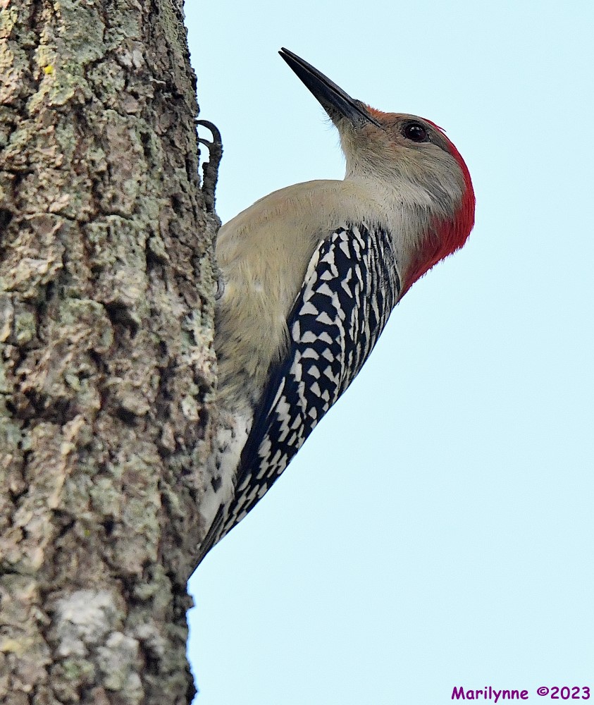 DSC_1353_001.JPG