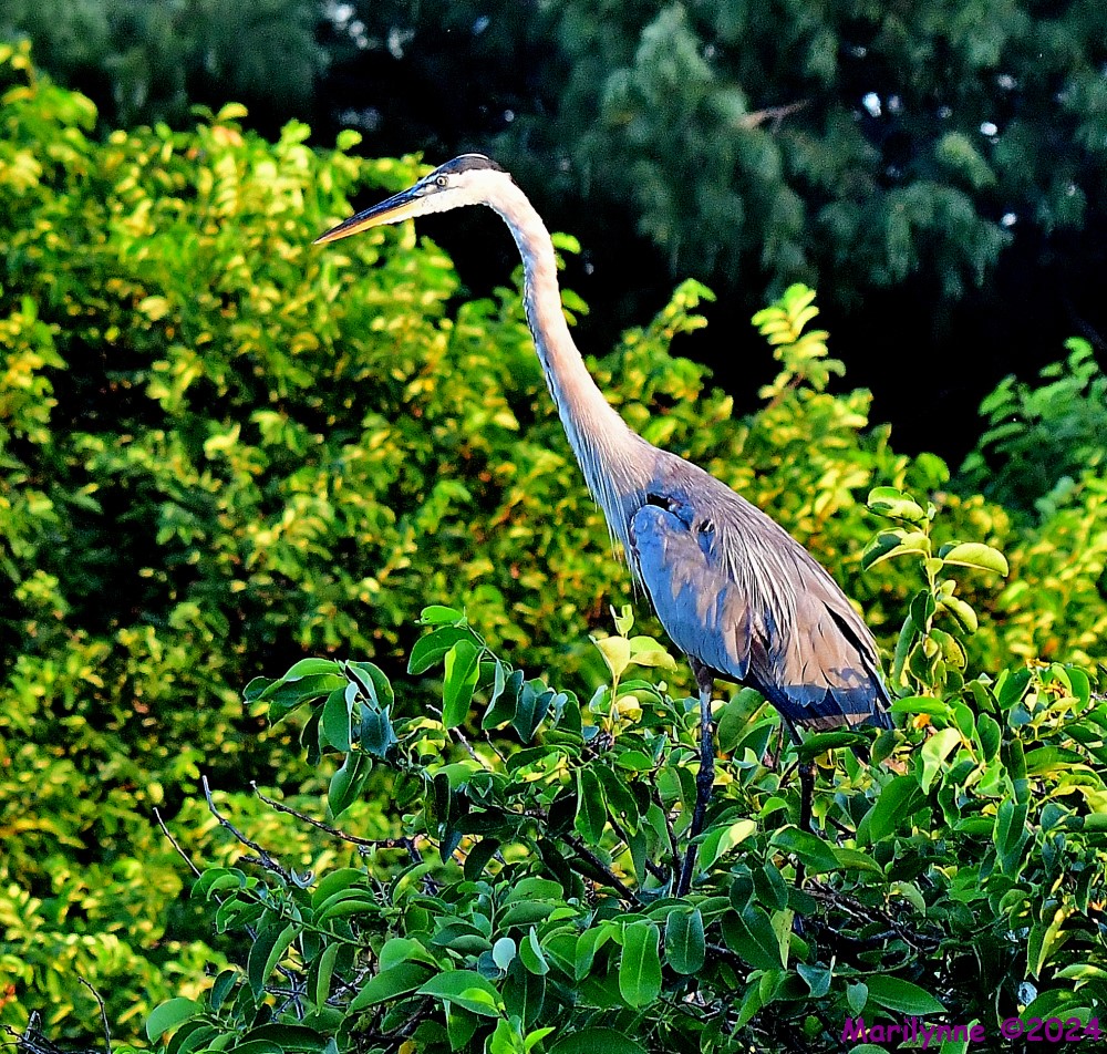 DSC_1353_001.JPG