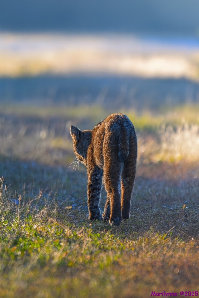 DSC_1354 copy1_001.JPG