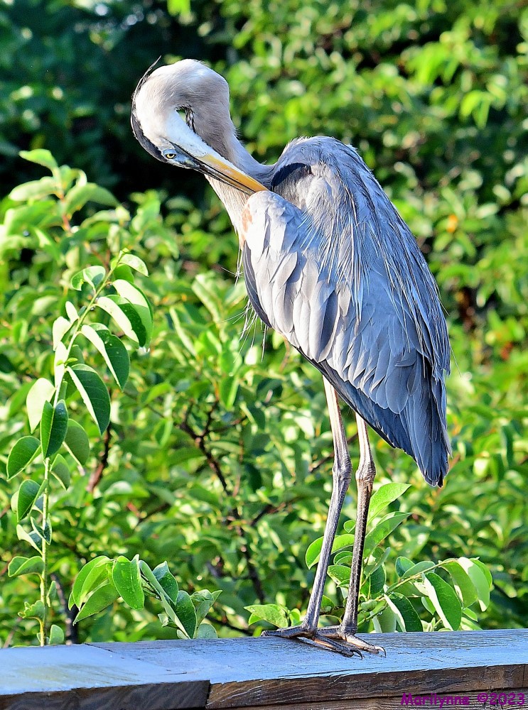 DSC_1354_001.JPG