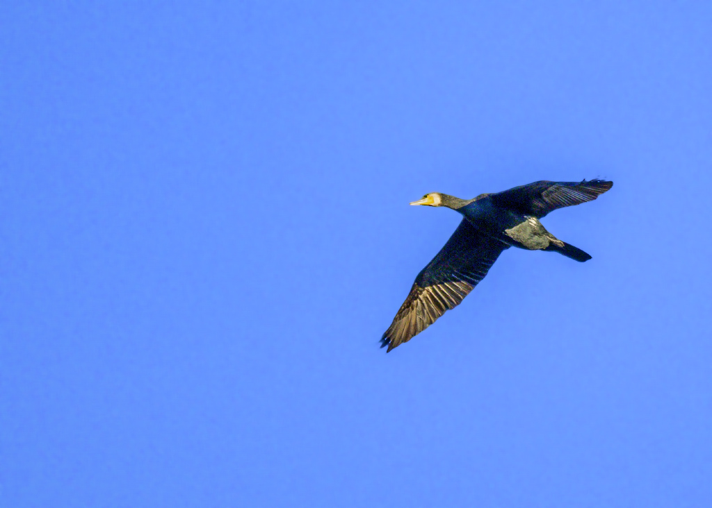 DSC_1355.jpg