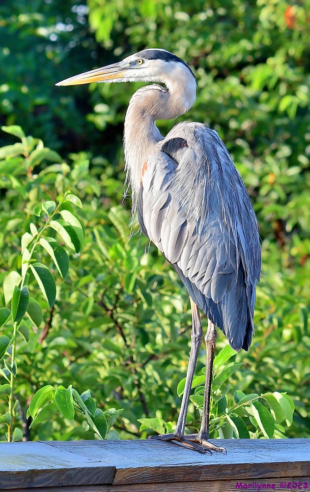 DSC_1355_001.JPG