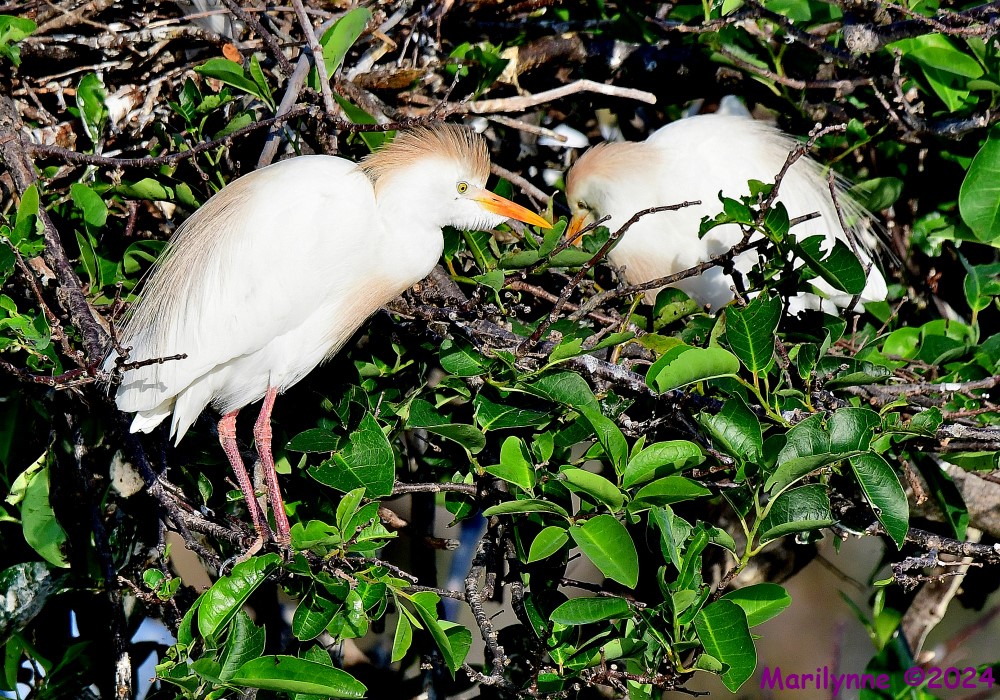 DSC_1355_001.JPG