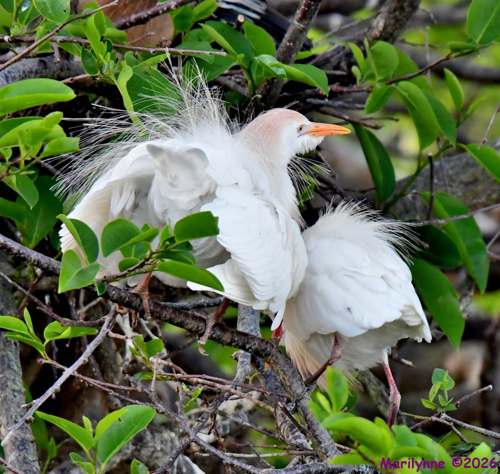 DSC_1355_001.JPG