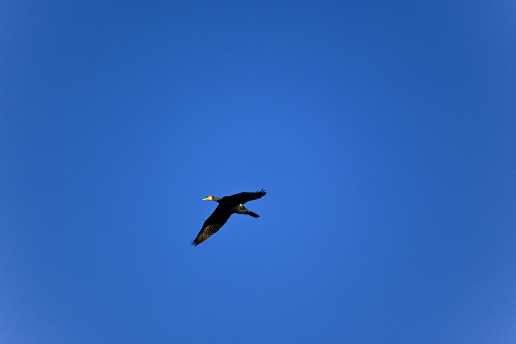 DSC_1355f.jpg