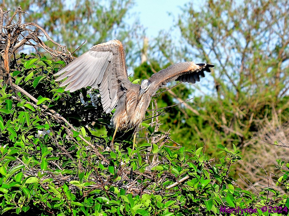 DSC_1357_001.JPG
