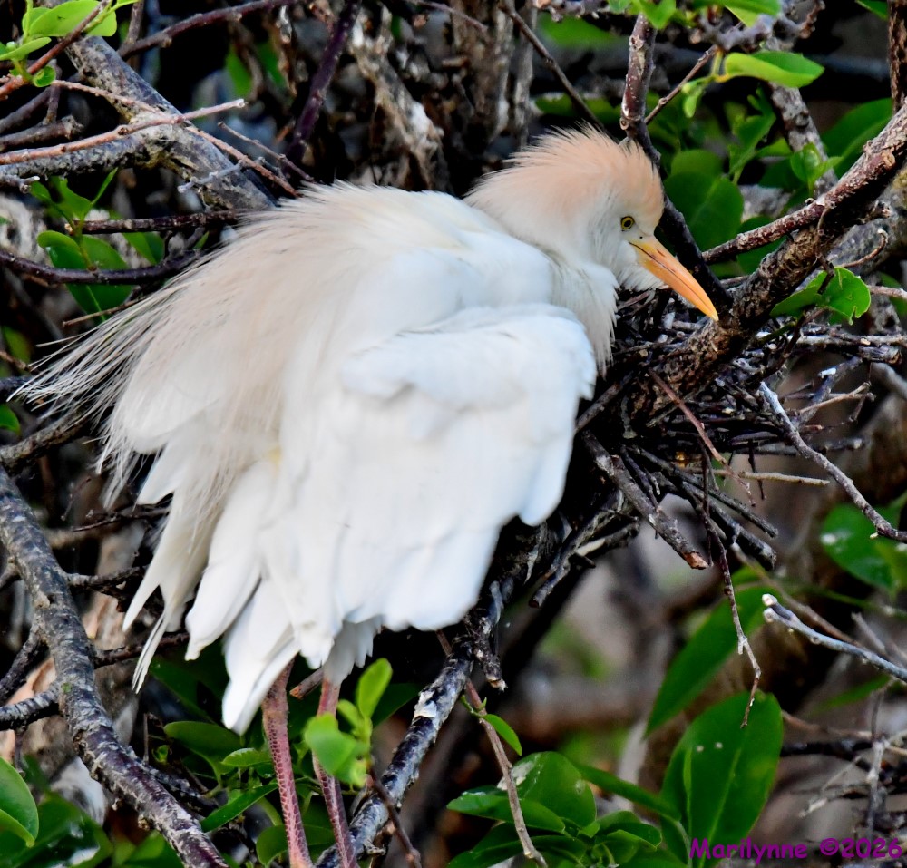 DSC_1358_001.JPG