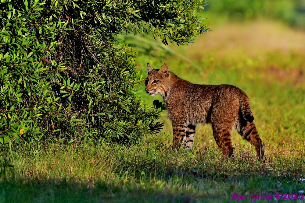 DSC_1359 copy_001_01.JPG